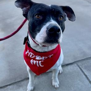 Enlarge Russ, an adopted mixed breed in Agua Dulce, CA image 1/5