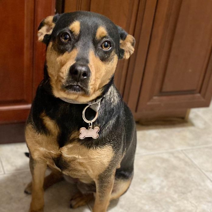 Nikki, Adoptable, Adult Female Miniature Pinscher & Chihuahua.