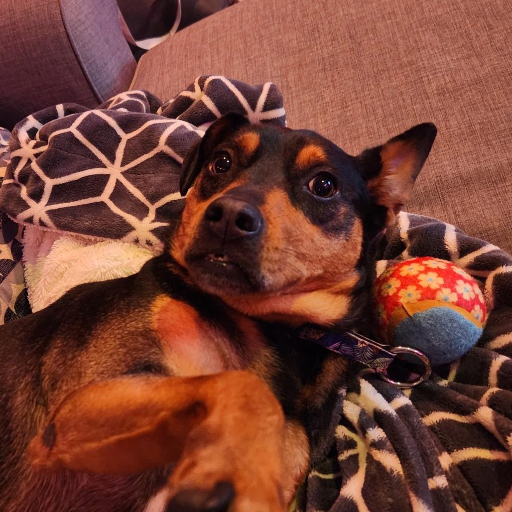 Enlarge Nikki, a Adoptable mixed breed in Staten Island, NY image 2/6
