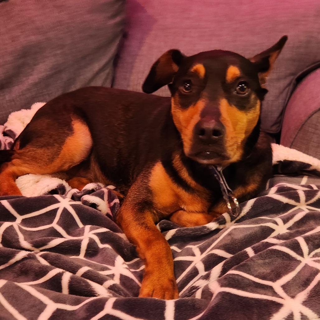 Enlarge Nikki, a Adoptable mixed breed in Staten Island, NY image 3/6