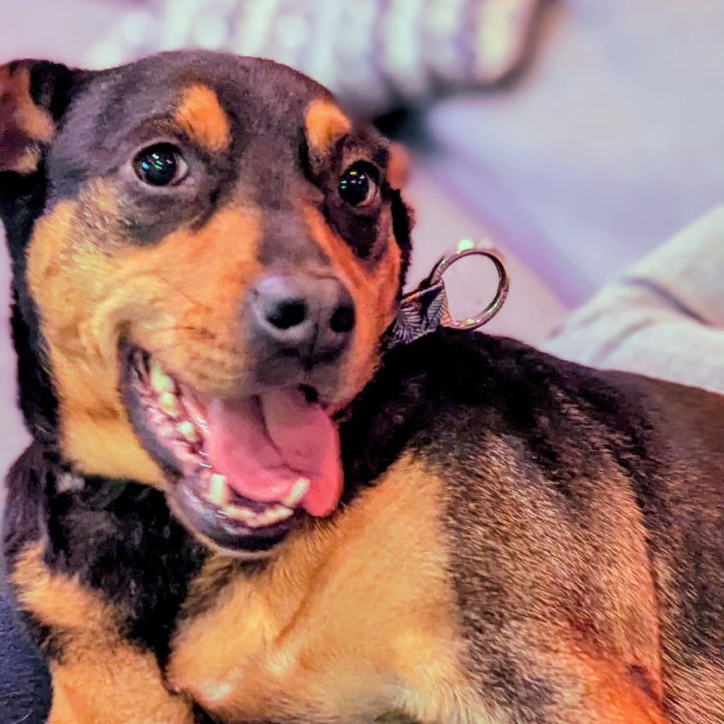 Enlarge Nikki, a Adoptable mixed breed in Staten Island, NY image 5/6