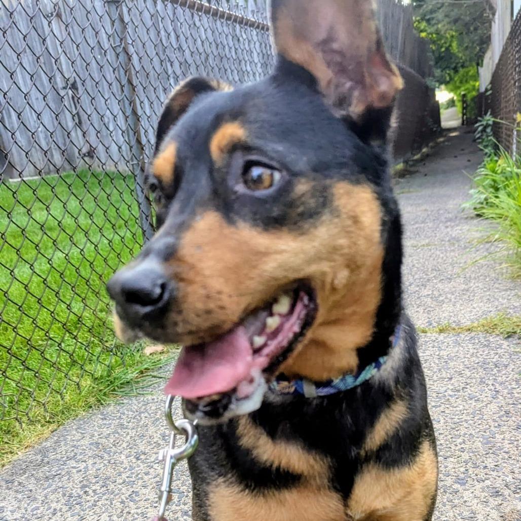 Enlarge Nikki, a Adoptable mixed breed in Staten Island, NY image 6/6