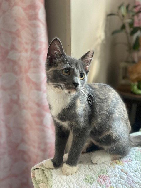 Penny, a Adoptable mixed breed in Fayetteville, GA image 3/3