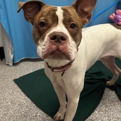 Enlarge Rory, a Adoptable mixed breed in Las Vegas, NV image 2/6