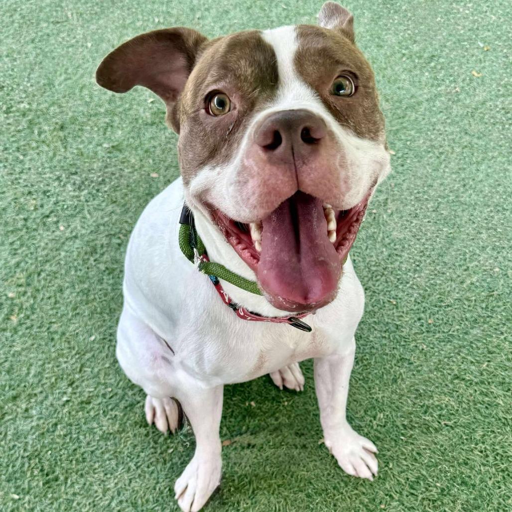 Enlarge Rory, a Adoptable mixed breed in Las Vegas, NV image 3/6