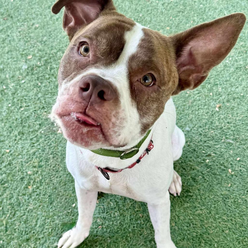 Enlarge Rory, a Adoptable mixed breed in Las Vegas, NV image 4/6