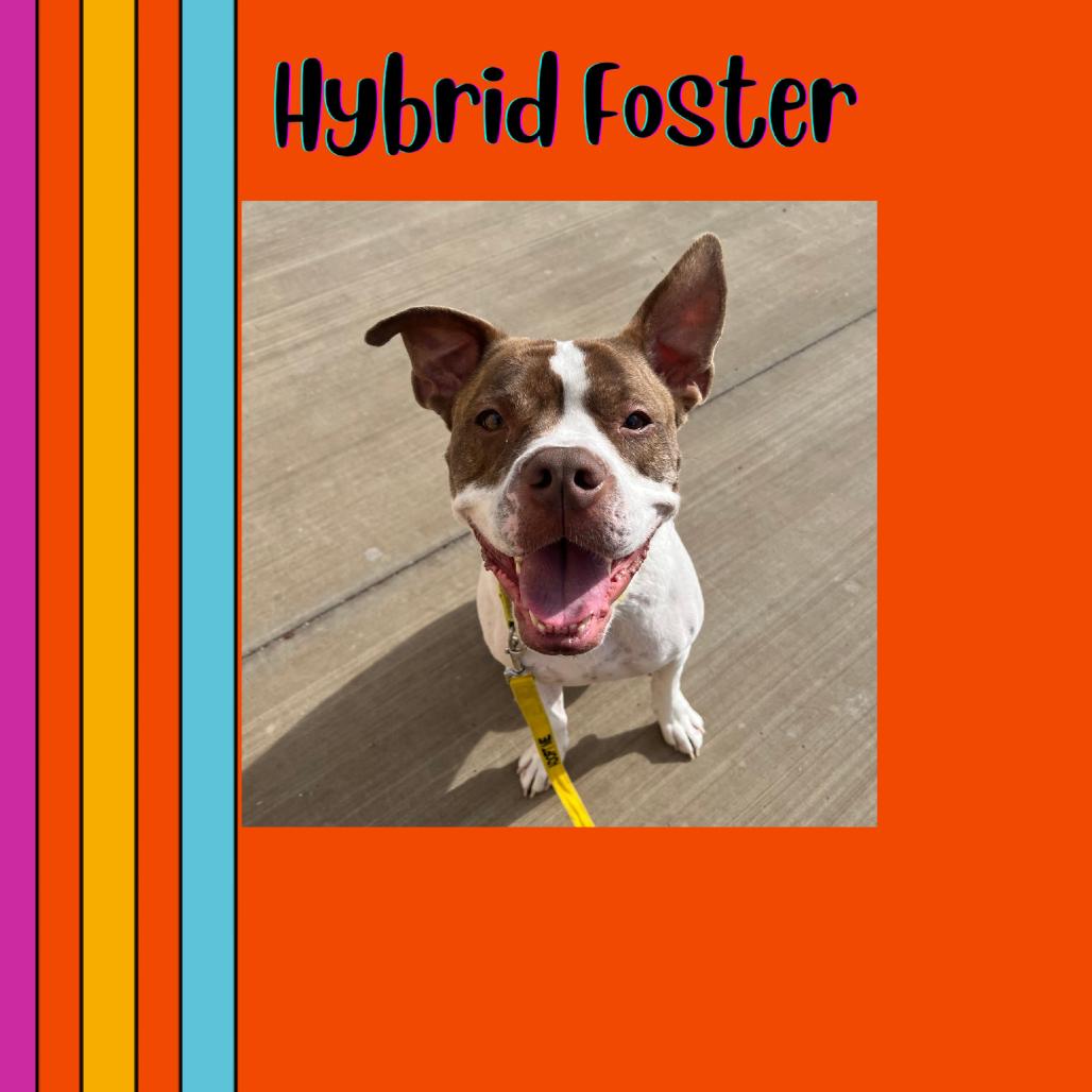 Enlarge Rory, a Adoptable mixed breed in Las Vegas, NV image 5/6