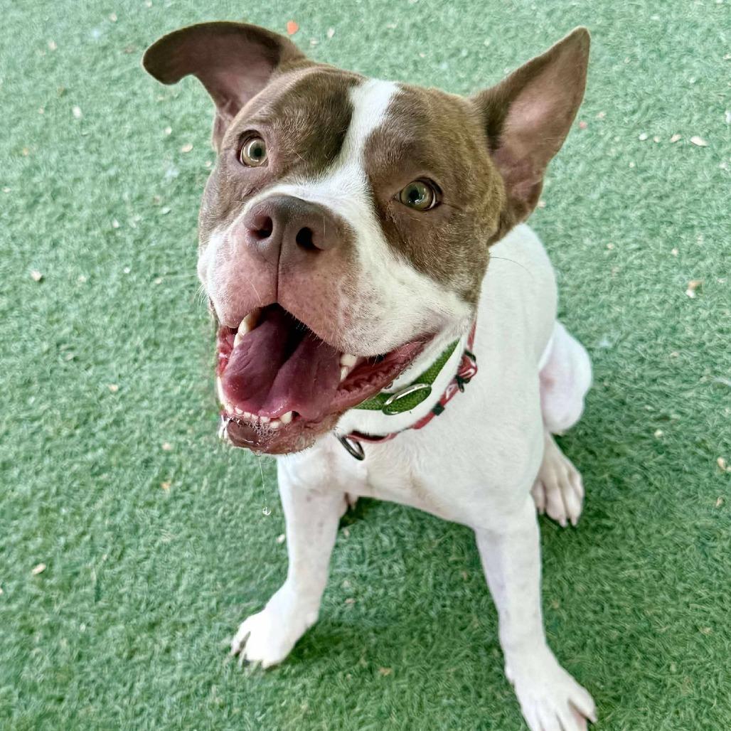 Enlarge Rory, a Adoptable mixed breed in Las Vegas, NV image 6/6