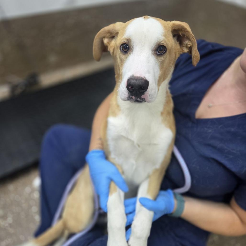 Enlarge Hush, a Adoptable mixed breed in Incline Village, NV image 1/1