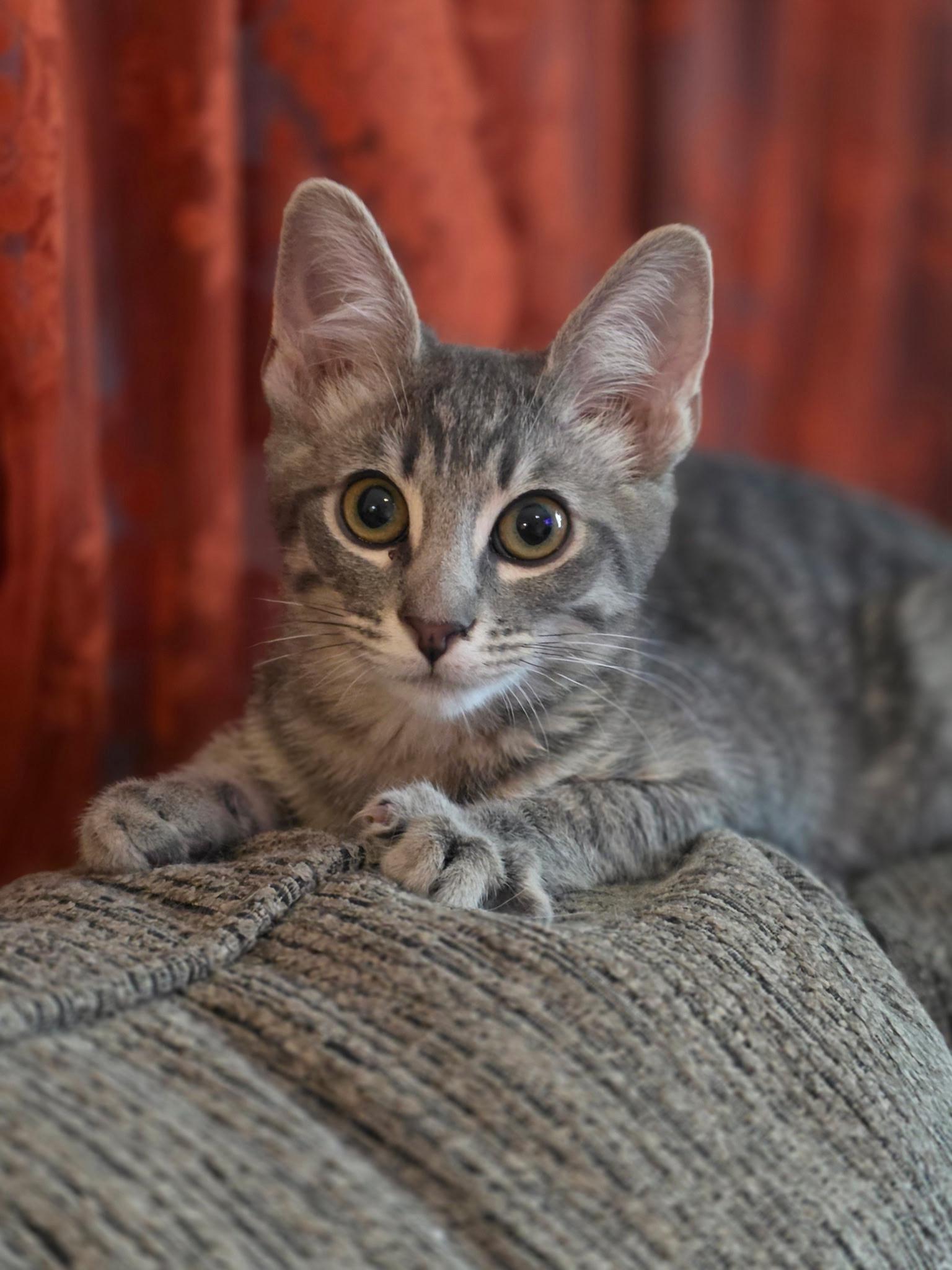 Enlarge Frodo, a ADOPTABLE Domestic Short Hair in Tucson, AZ image 2/2