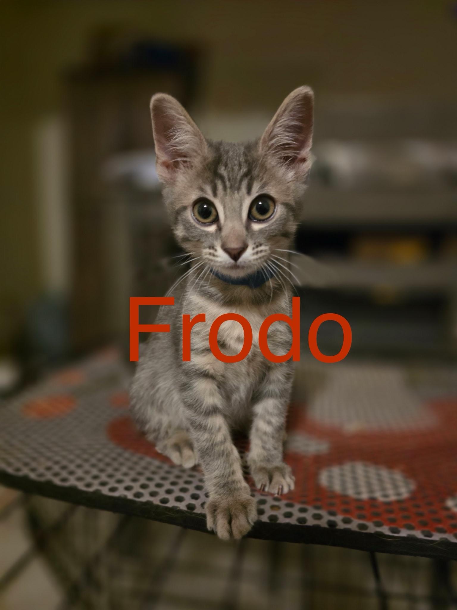 Frodo, ADOPTABLE, Kitten Male Domestic Short Hair.