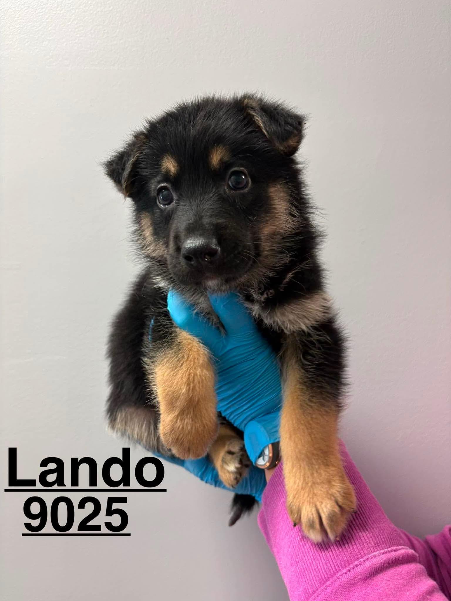 Lando, adopted, Puppy Male German Shepherd Dog.