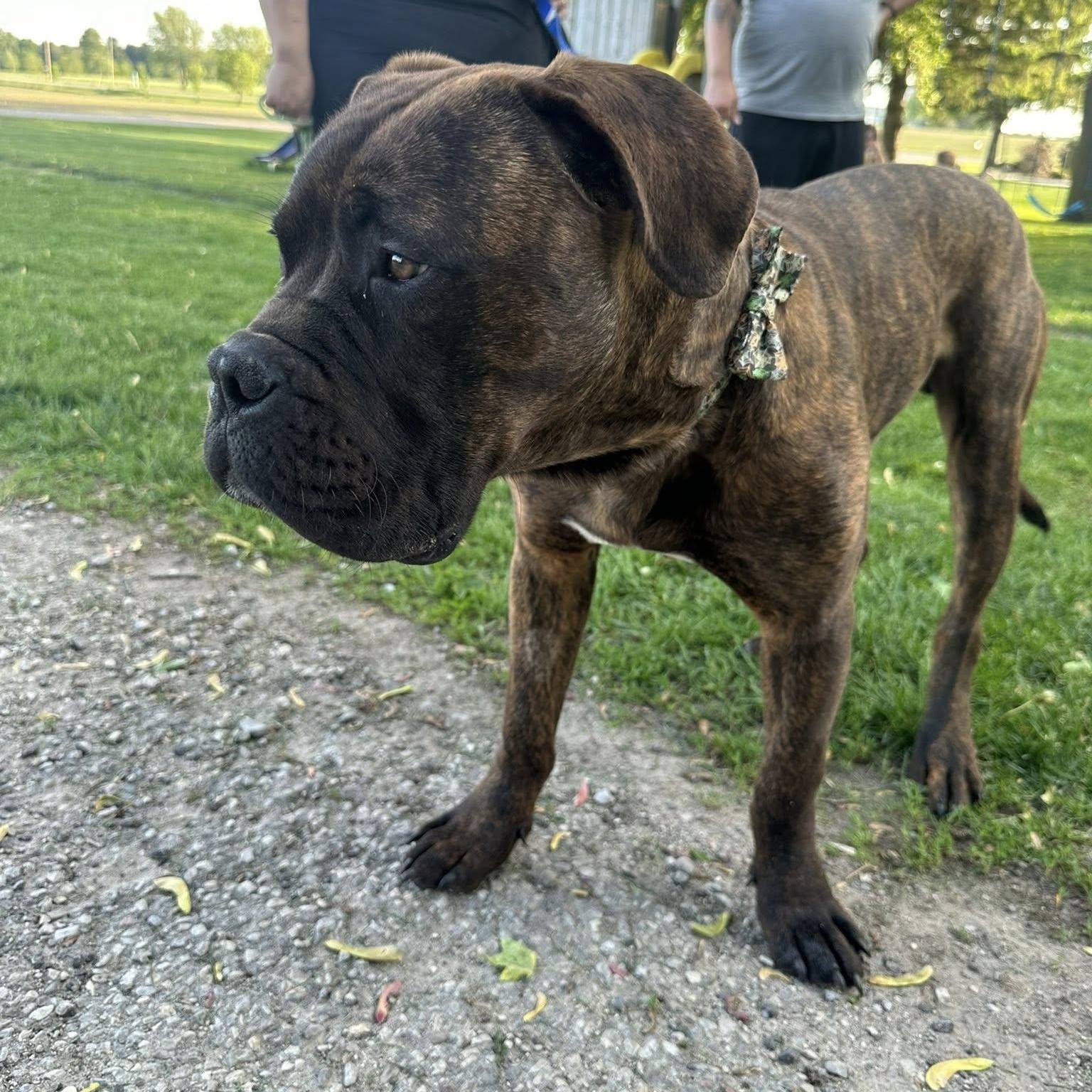 Reginald, an adopted Cane Corso in Woodstock, ON image 3/5