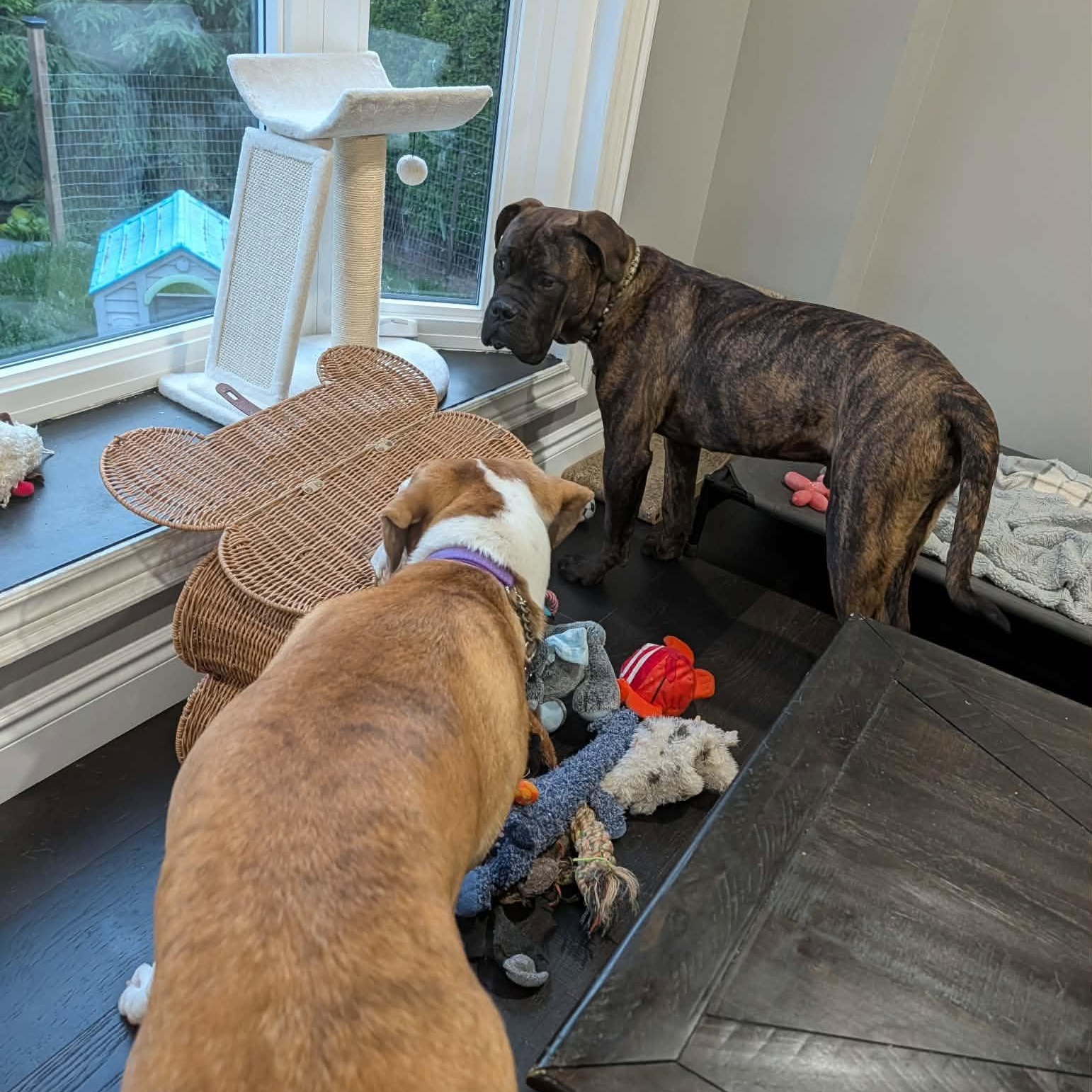 Reginald, an adopted Cane Corso in Woodstock, ON image 5/5