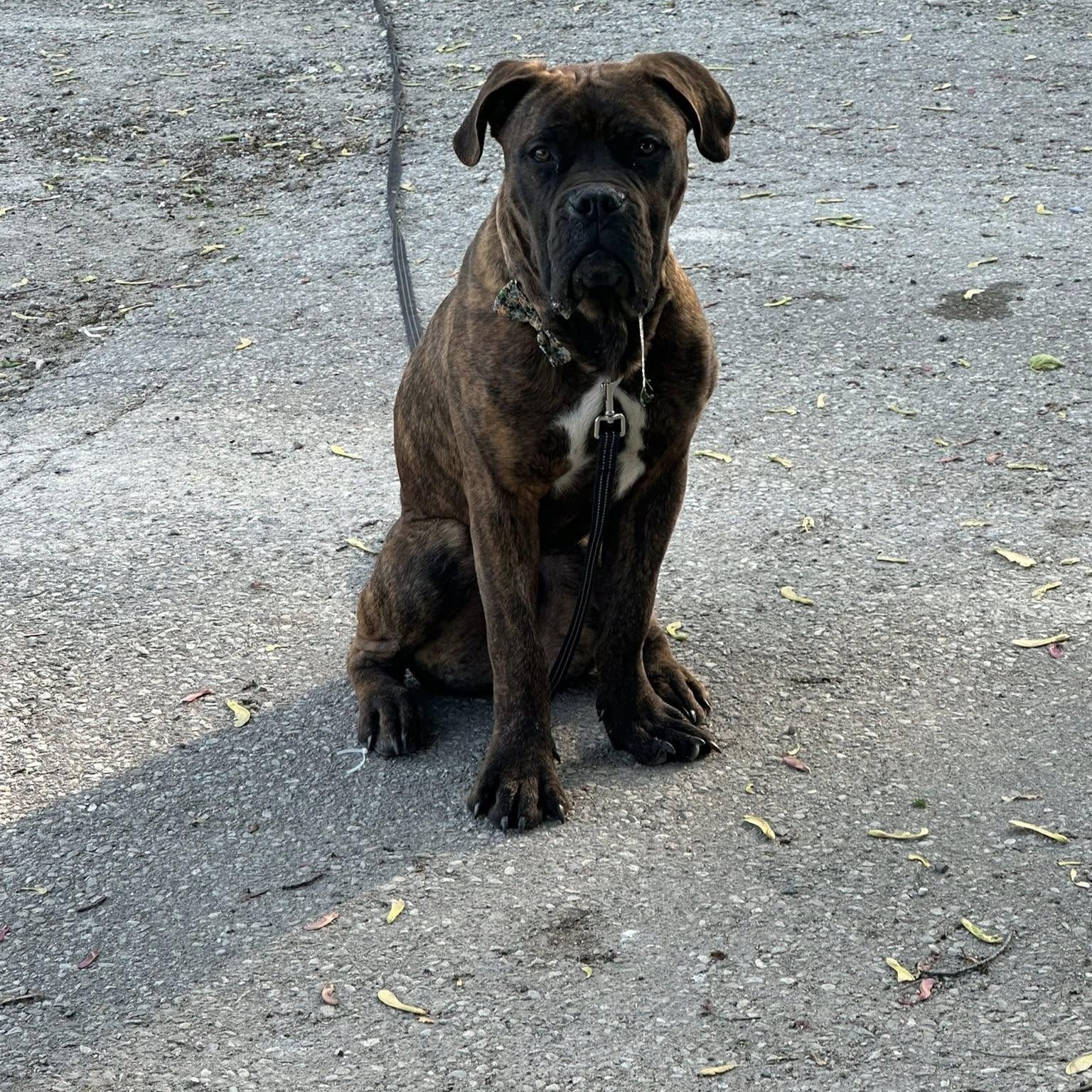 Reginald, adopted, Puppy Male Cane Corso.