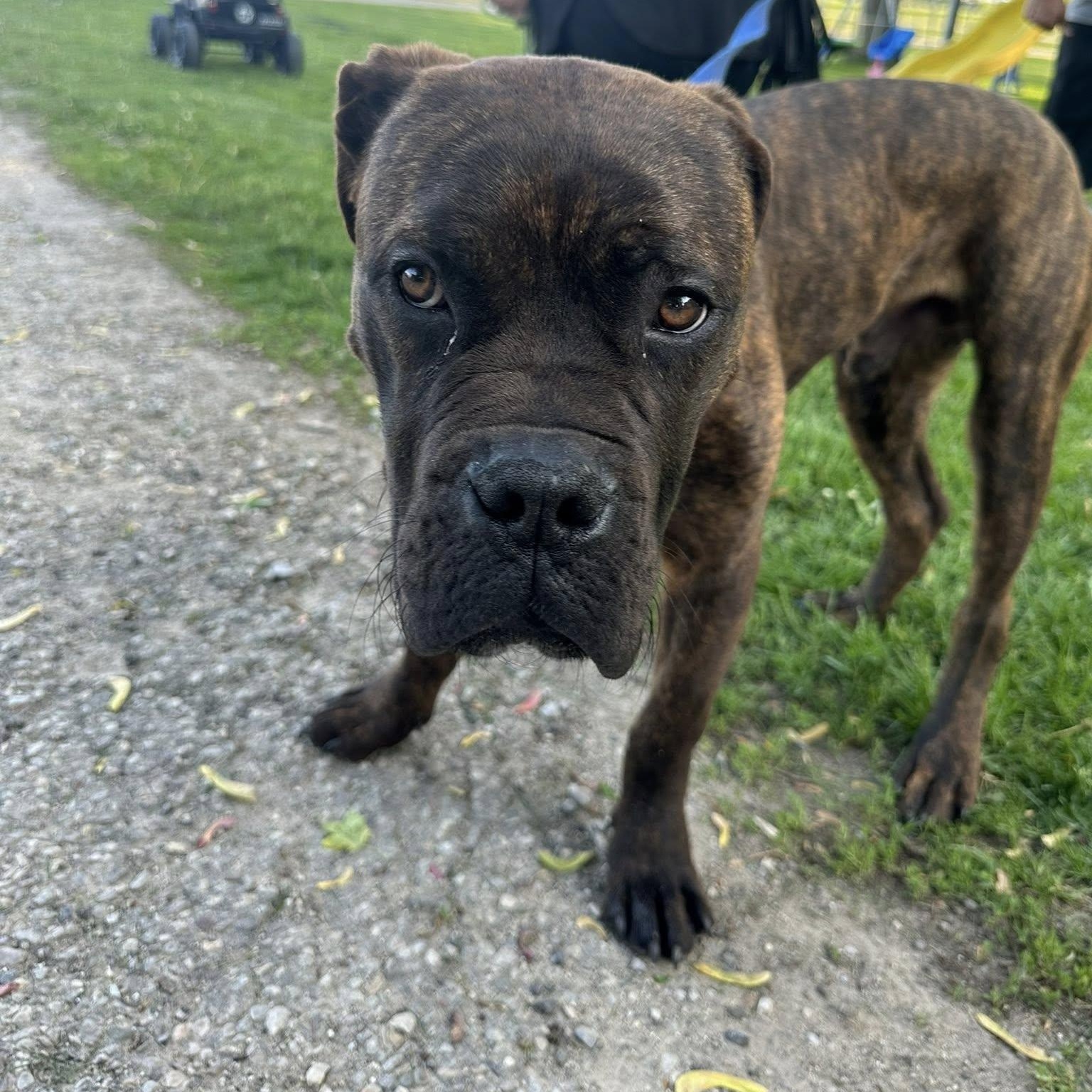 Reginald, an adopted Cane Corso in Woodstock, ON image 2/5