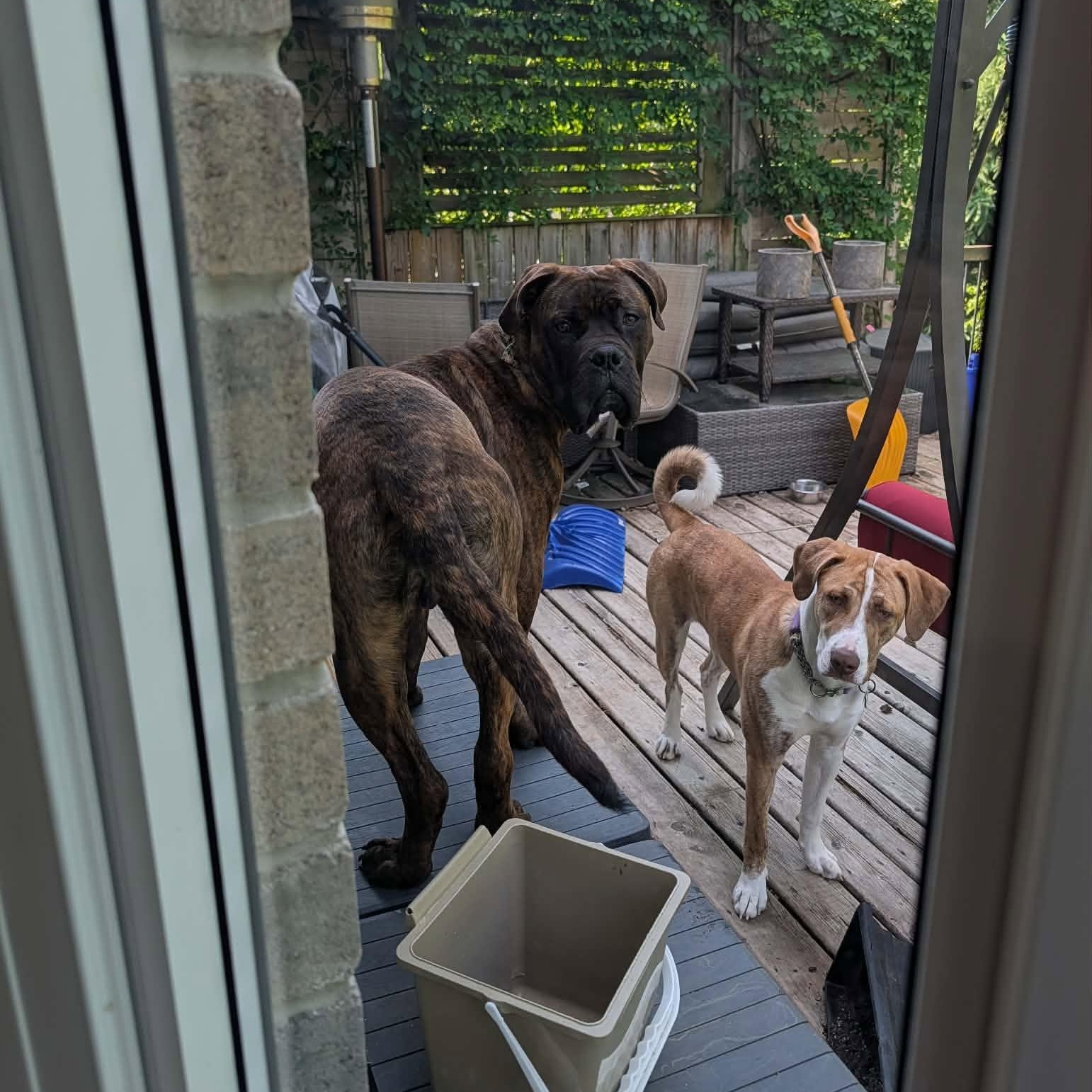 Reginald, an adopted Cane Corso in Woodstock, ON image 4/5