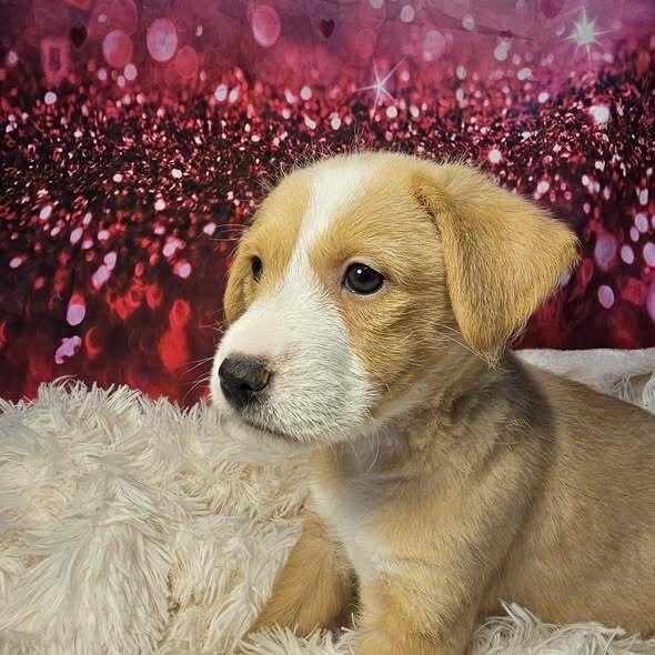 Fudge, Adoptable, Puppy Female Terrier.