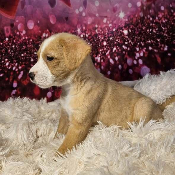 Fudge, a Adoptable mixed breed in Hastings, MN image 2/5