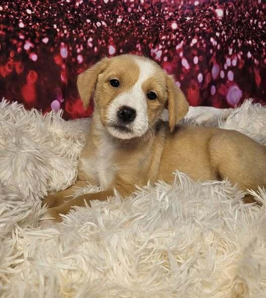 Fudge, a Adoptable mixed breed in Hastings, MN image 4/5