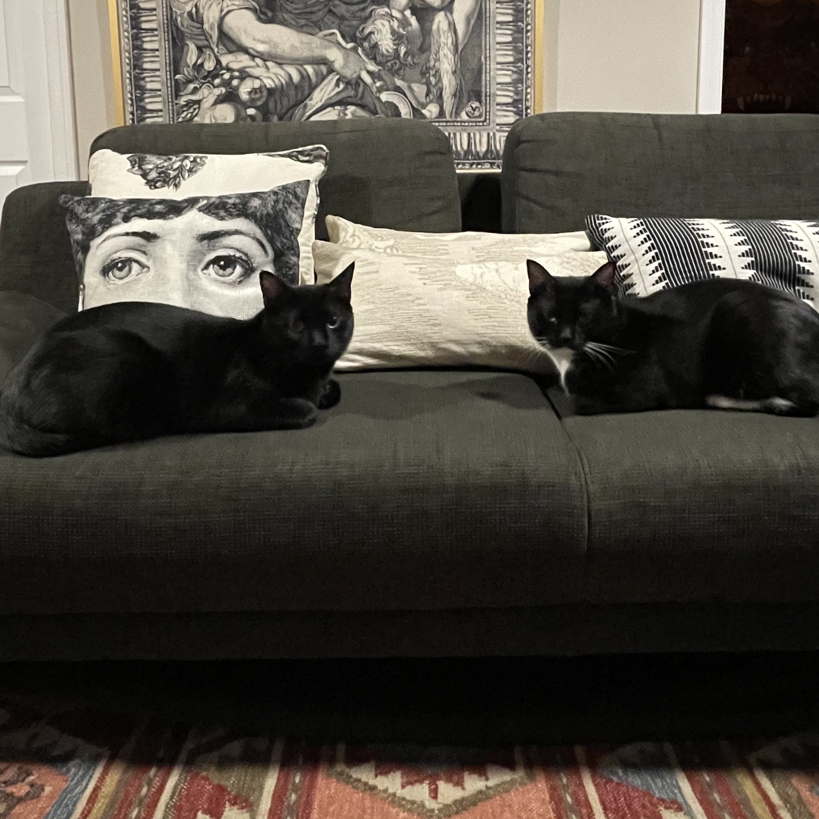 Enlarge Dylan & Steve, a Adoptable Domestic Short Hair in Los Angeles, CA image 8/11