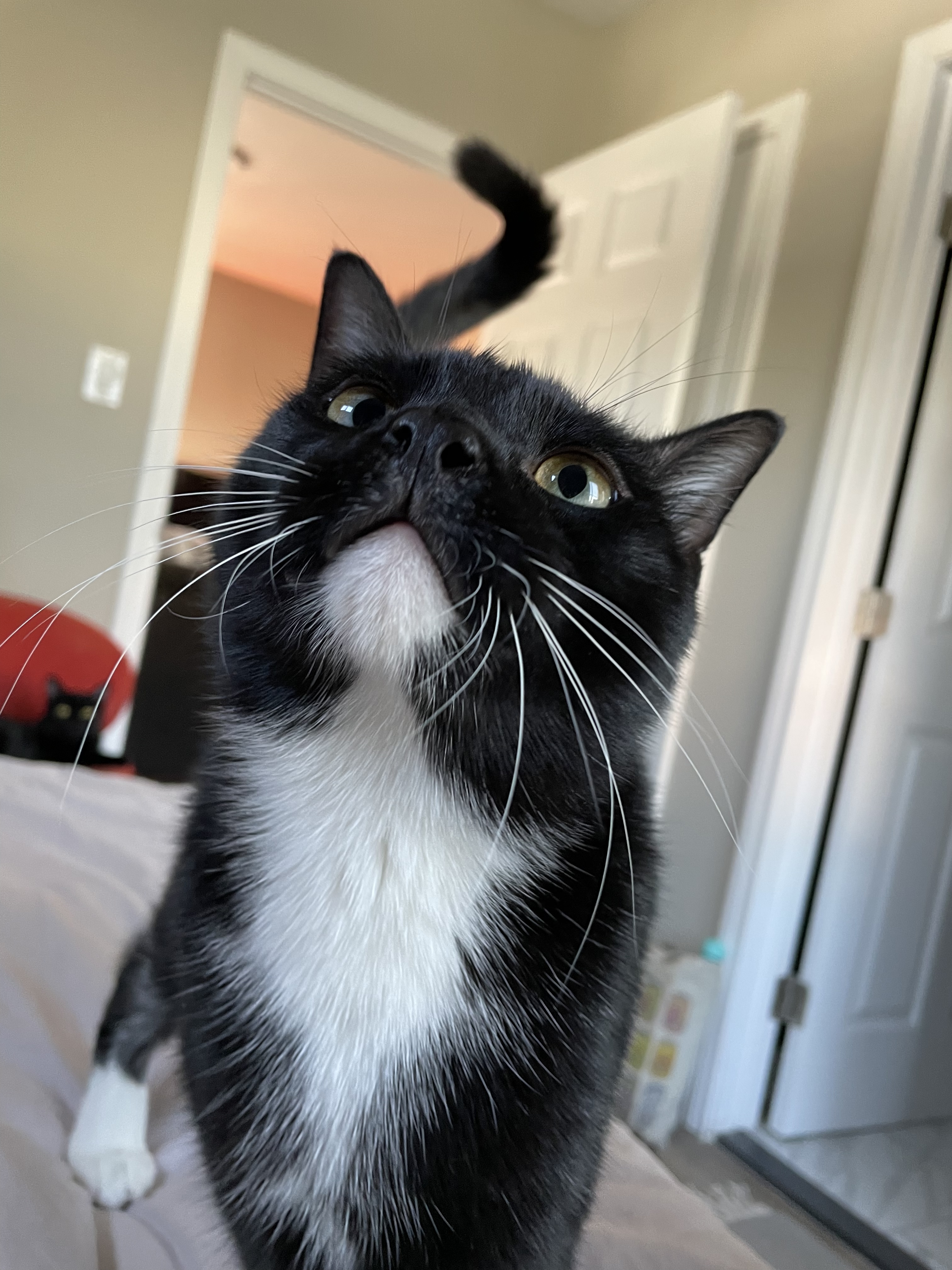 Enlarge Dylan & Steve, a Adoptable Domestic Short Hair in Los Angeles, CA image 9/11