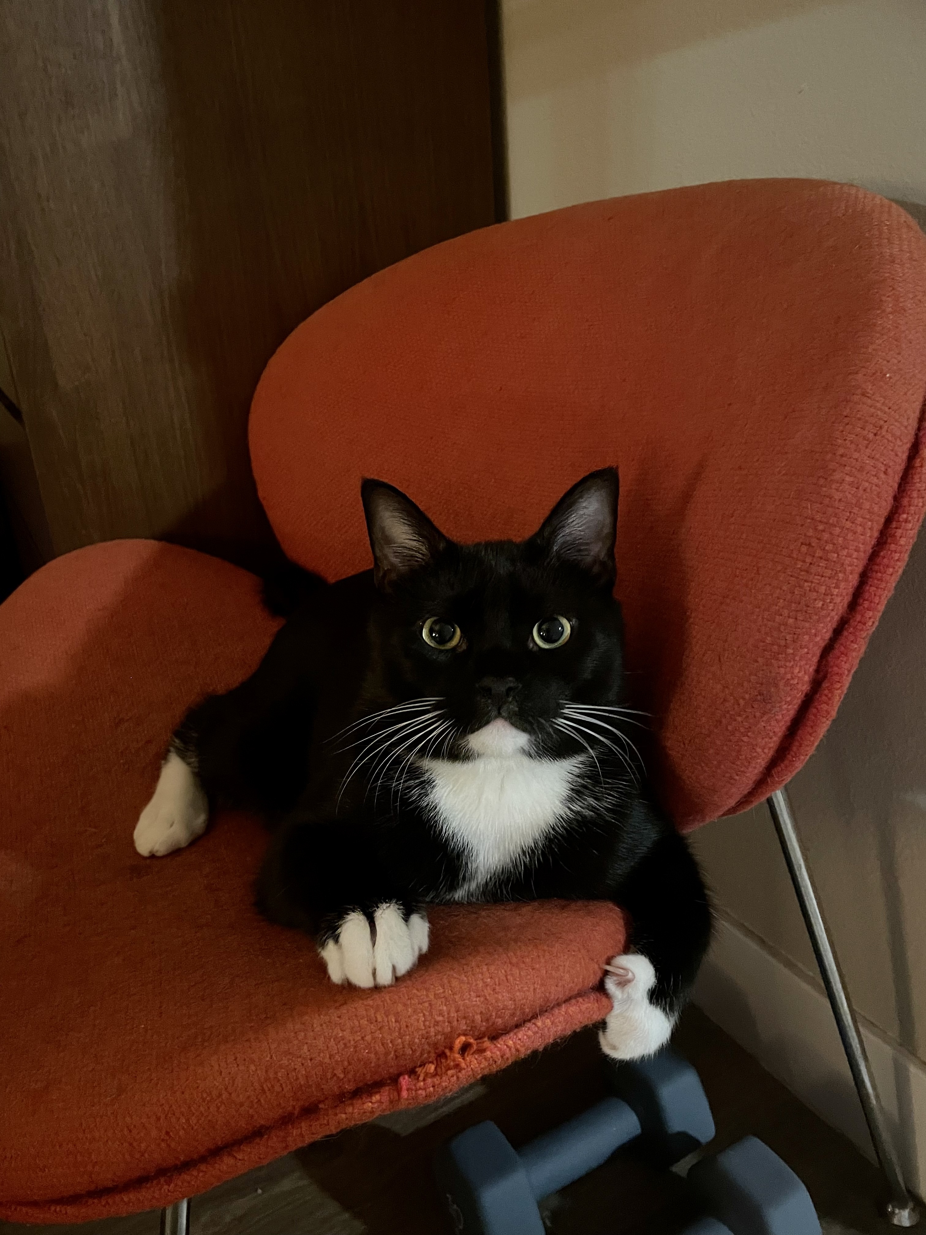 Enlarge Dylan & Steve, a Adoptable Domestic Short Hair in Los Angeles, CA image 10/11