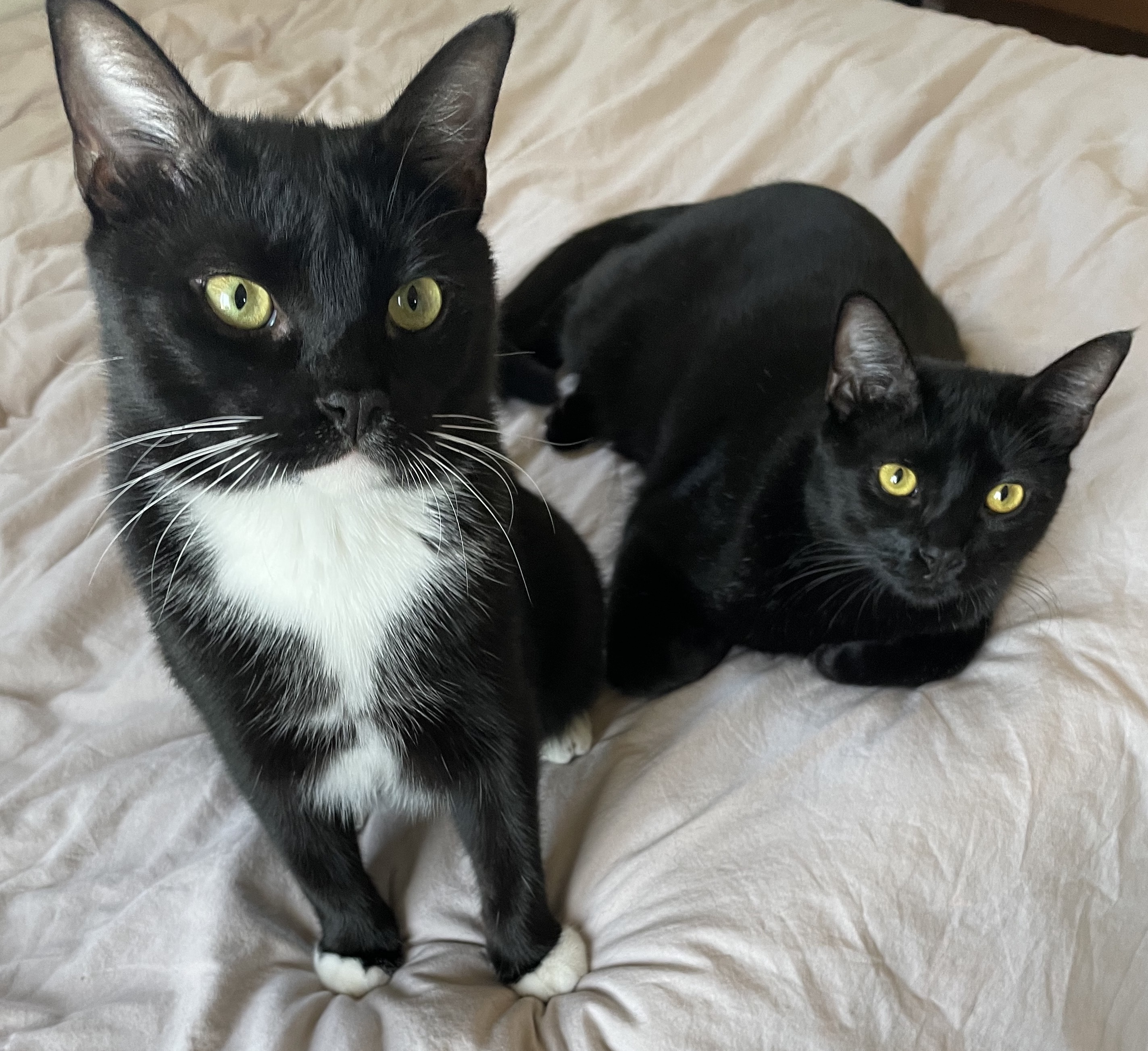 Enlarge Dylan & Steve, a Adoptable Domestic Short Hair in Los Angeles, CA image 1/11