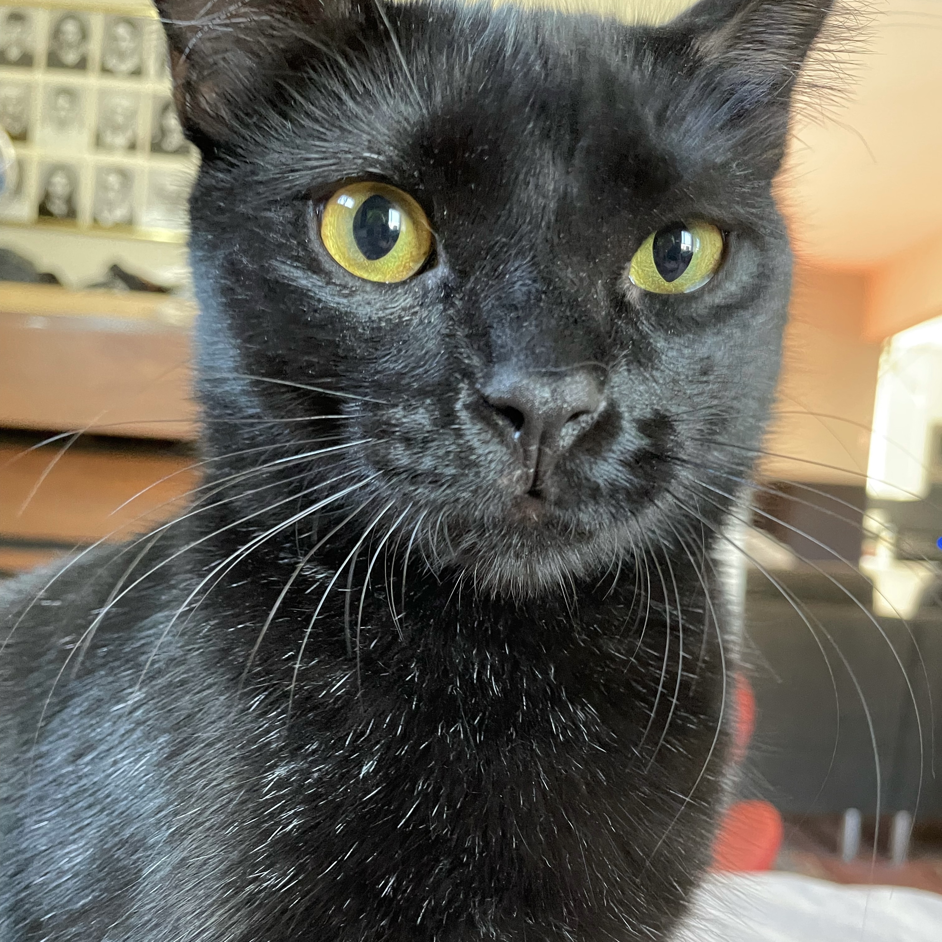 Enlarge Dylan & Steve, a Adoptable Domestic Short Hair in Los Angeles, CA image 7/11