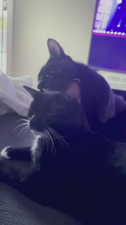 Enlarge Dylan & Steve, a Adoptable Domestic Short Hair in Los Angeles, CA video 11/11