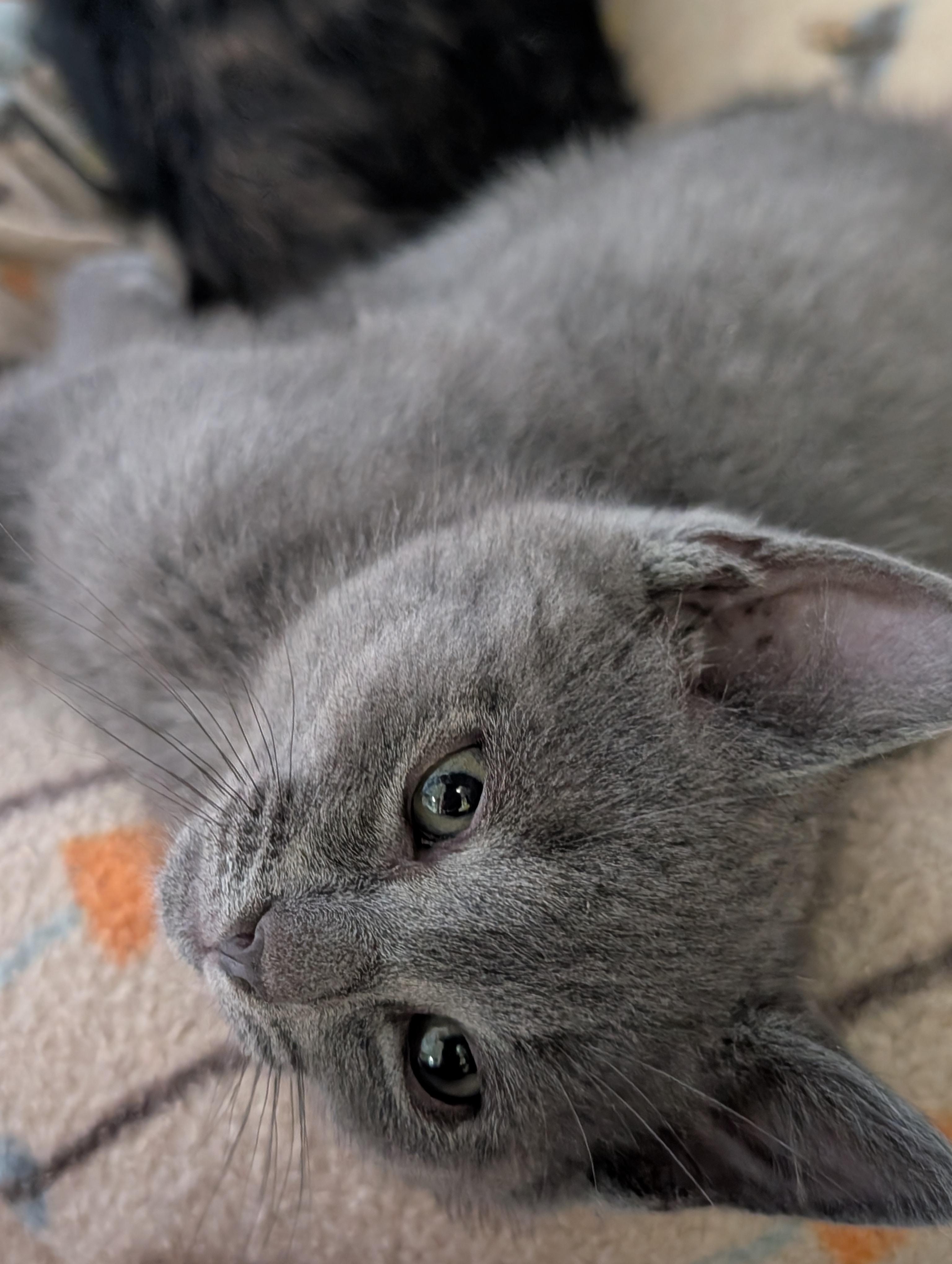 Huey, ADOPTABLE, Kitten Male Russian Blue.