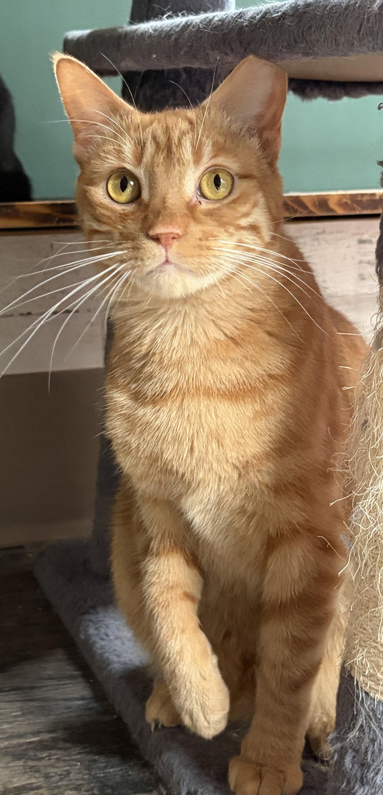 Ginger Boy, Adoptable, Young Male Tabby & Domestic Short Hair.