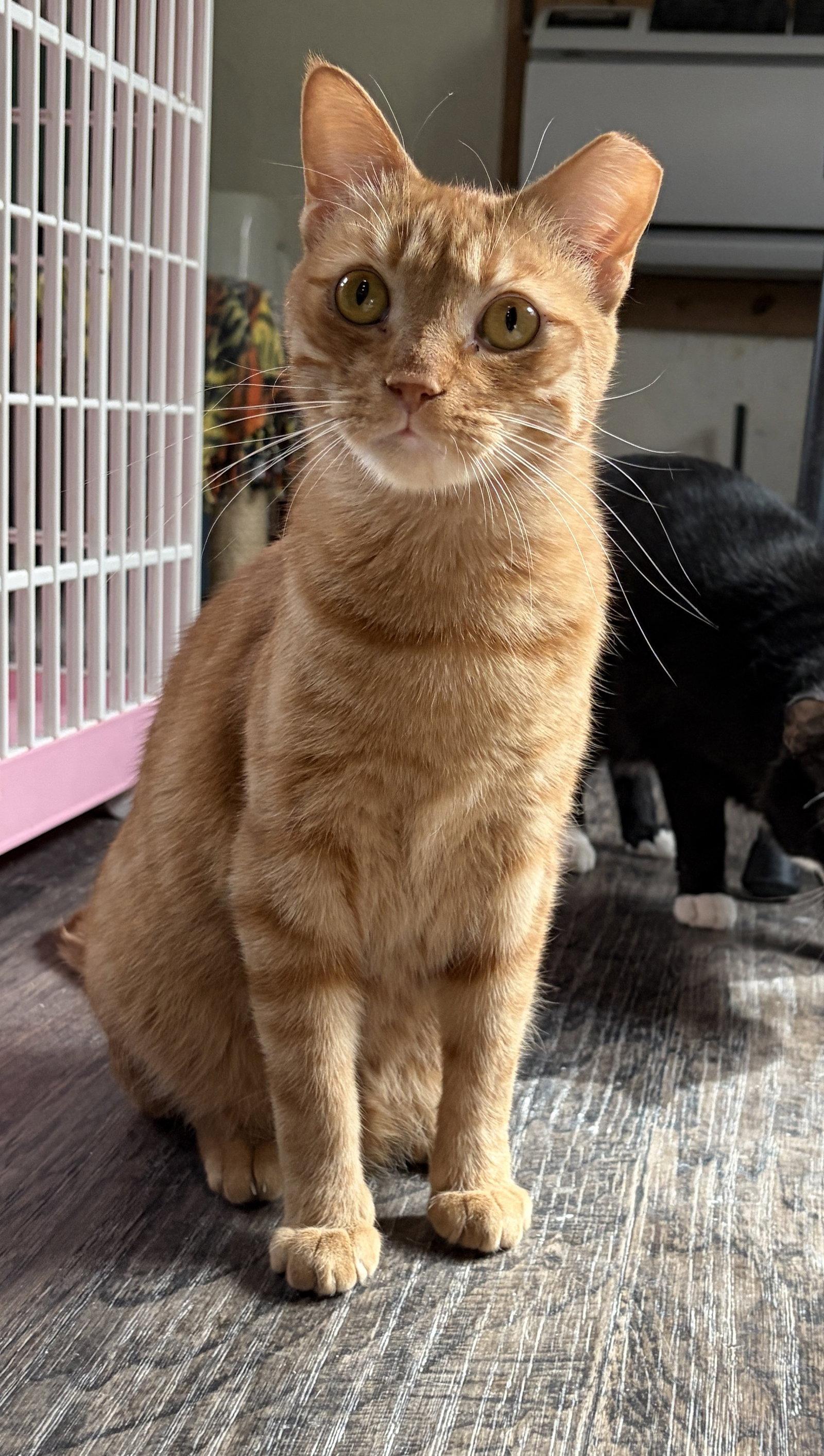 Enlarge Ginger Boy, a Adoptable mixed breed in Island Lake, IL image 2/3