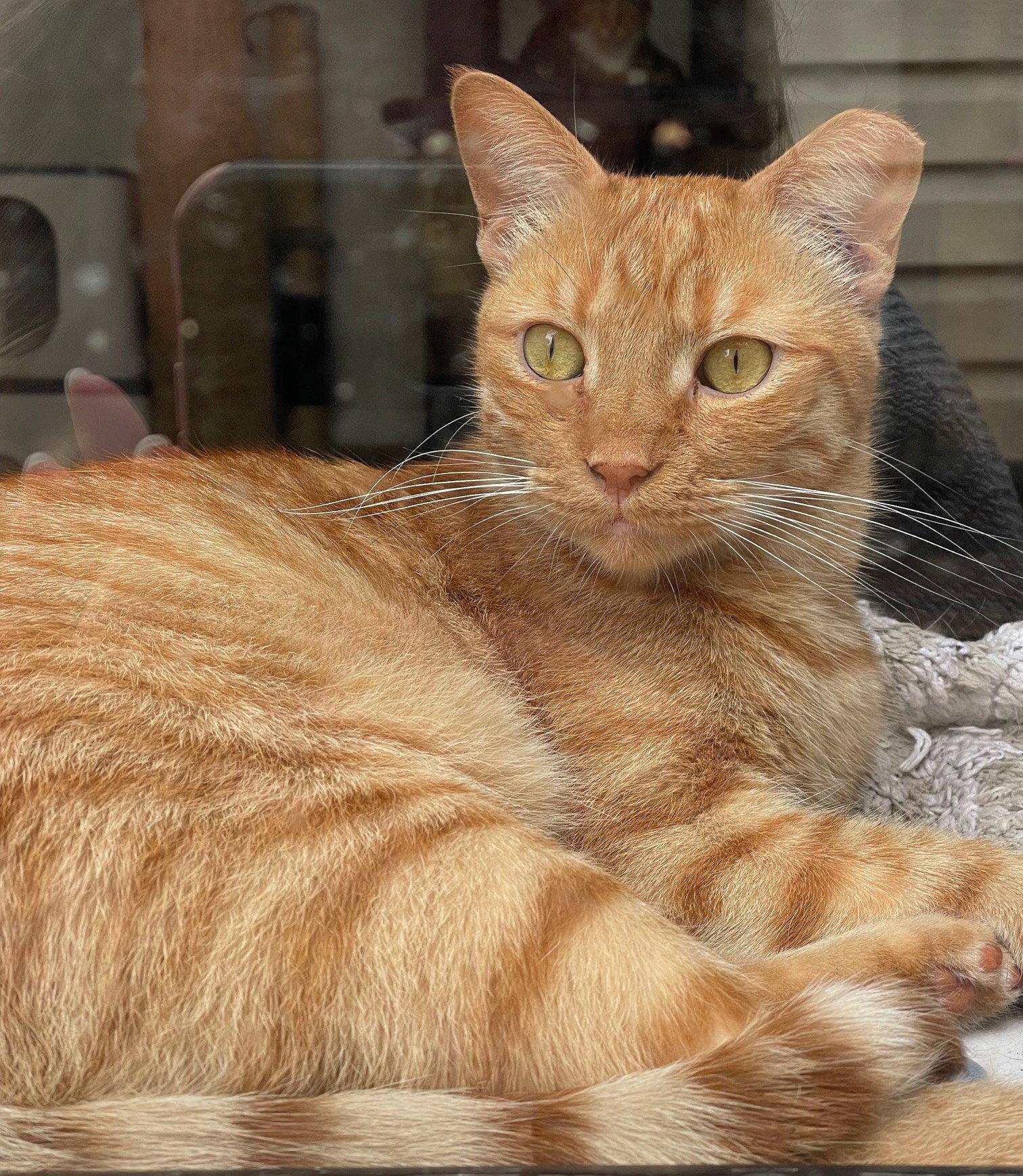Enlarge Ginger Boy, a Adoptable mixed breed in Island Lake, IL image 3/3