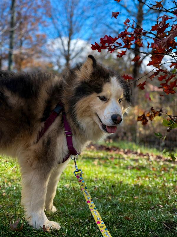 Bluey, Adoptable, Adult Male Alaskan Malamute.