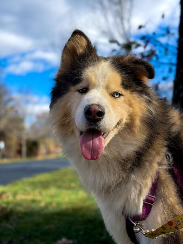 Enlarge Bluey, a Adoptable mixed breed in Skillman, NJ image 2/6