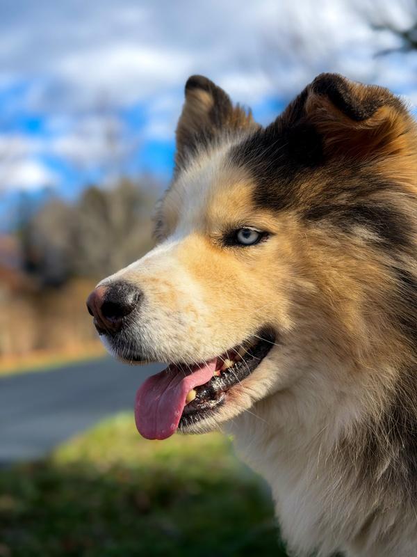 Enlarge Bluey, a Adoptable mixed breed in Skillman, NJ image 4/6