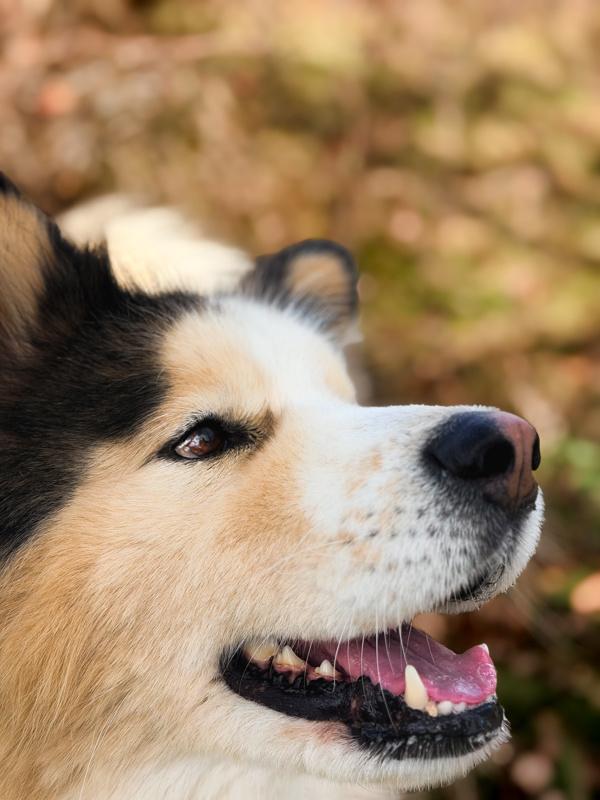 Enlarge Bluey, a Adoptable mixed breed in Skillman, NJ image 5/6