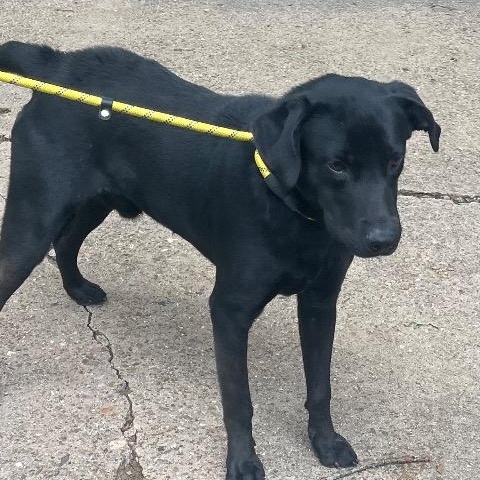 Boone, a ADOPTABLE mixed breed in Chelmsford, MA image 2/2
