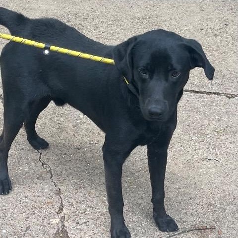 Boone, a ADOPTABLE mixed breed in Chelmsford, MA image 1/2