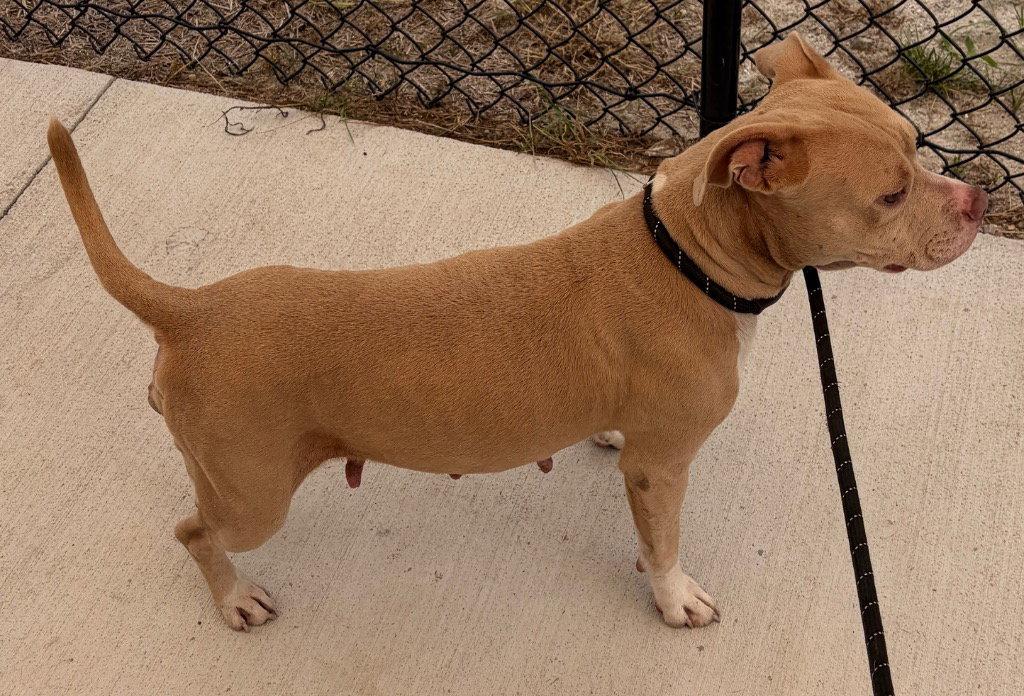 26-323 Ellie, Adoptable, Adult Female Pit Bull Terrier.