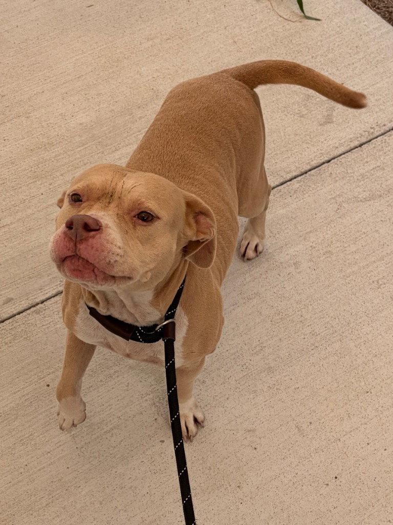 Enlarge 26-323 Ellie, a Adoptable Pit Bull Terrier in Tarboro, NC image 2/3