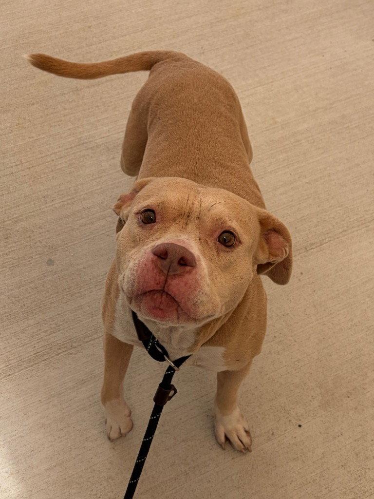 Enlarge 26-323 Ellie, a Adoptable Pit Bull Terrier in Tarboro, NC image 3/3