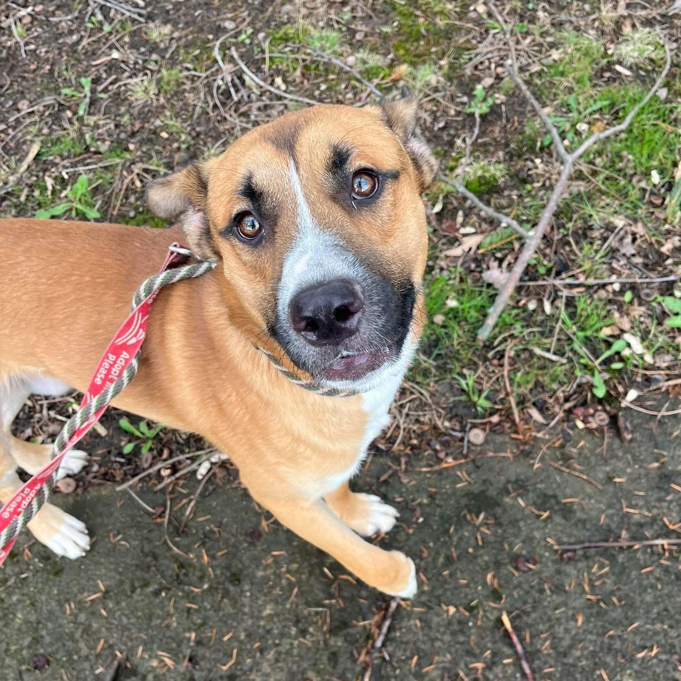 Walter, a Adoptable mixed breed image 3/5