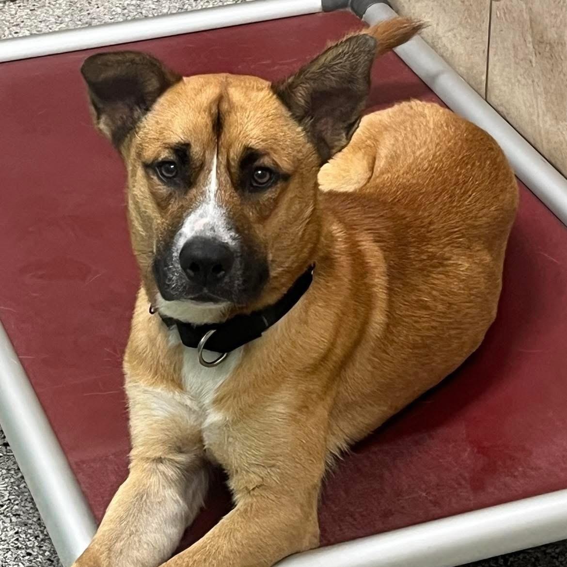 Walter, a Adoptable mixed breed image 2/5