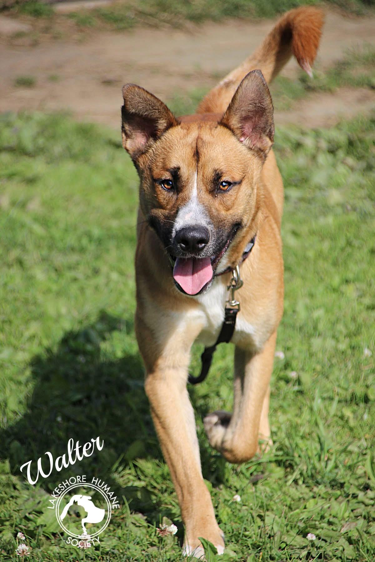 Walter, a Adoptable mixed breed image 5/5