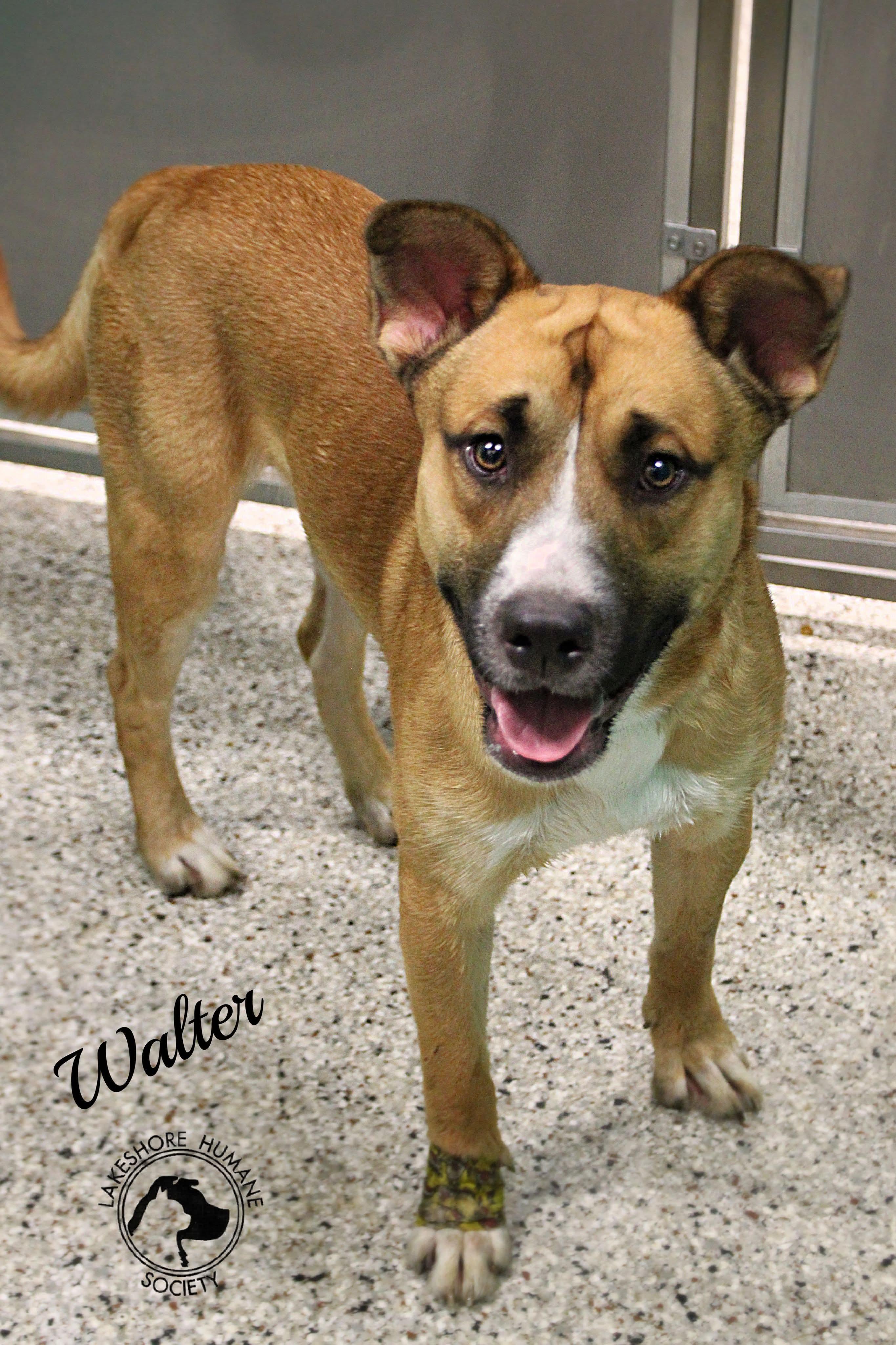 Walter, Adoptable, Young Male Shepherd & Mixed Breed.