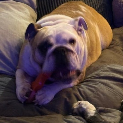 Enlarge Charley Belle, an adopted English Bulldog in Springfield, MO image 4/6