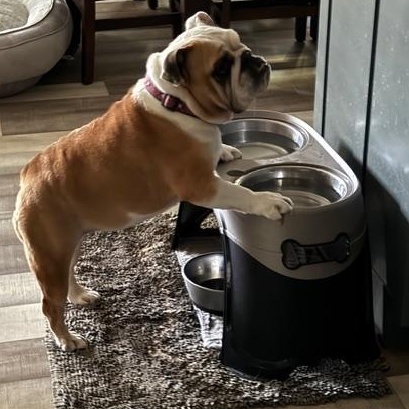 Enlarge Charley Belle, an adopted English Bulldog in Springfield, MO image 2/6