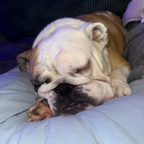 Enlarge Charley Belle, an adopted English Bulldog in Springfield, MO image 5/6